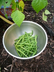 2nd-French beans (14) (600x800)