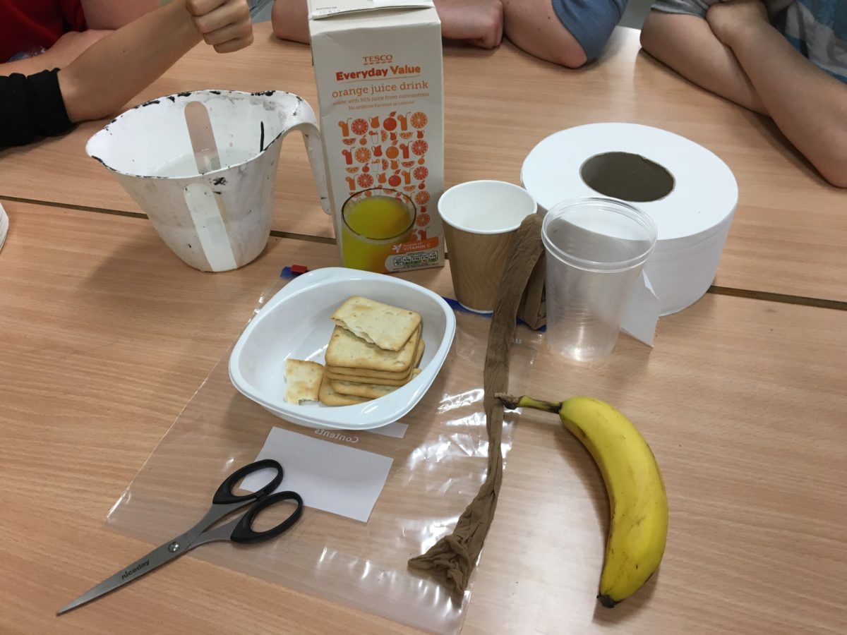 The Digestive System Science Experiment | Glasnevin Educate Together